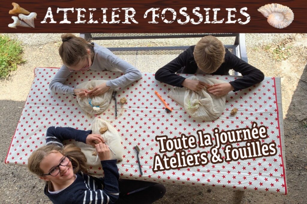 Atelier fossiles à la Grotte Aven Forestière en Ardèche