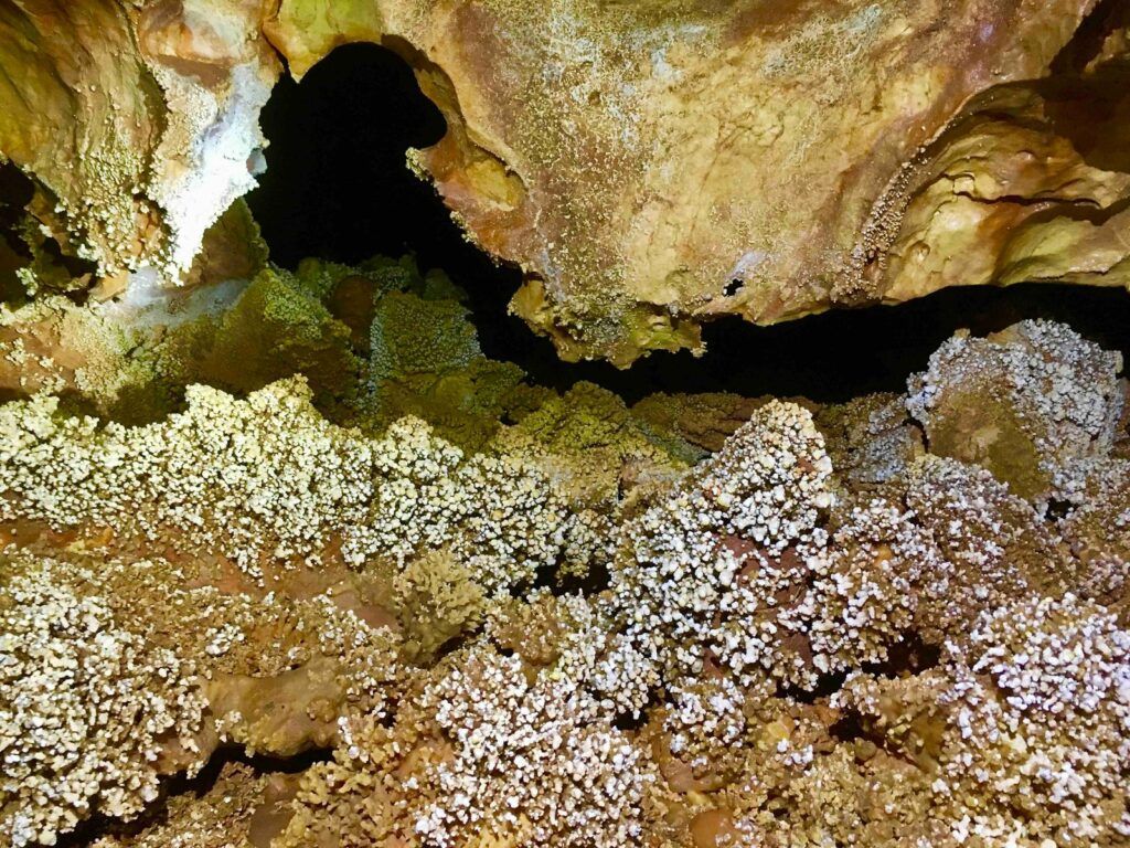 Choux fleurs de la Grotte Aven Forestière en Ardèche