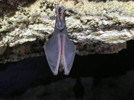 Chauve-souris de la Grotte Aven Forestière en Ardèche
