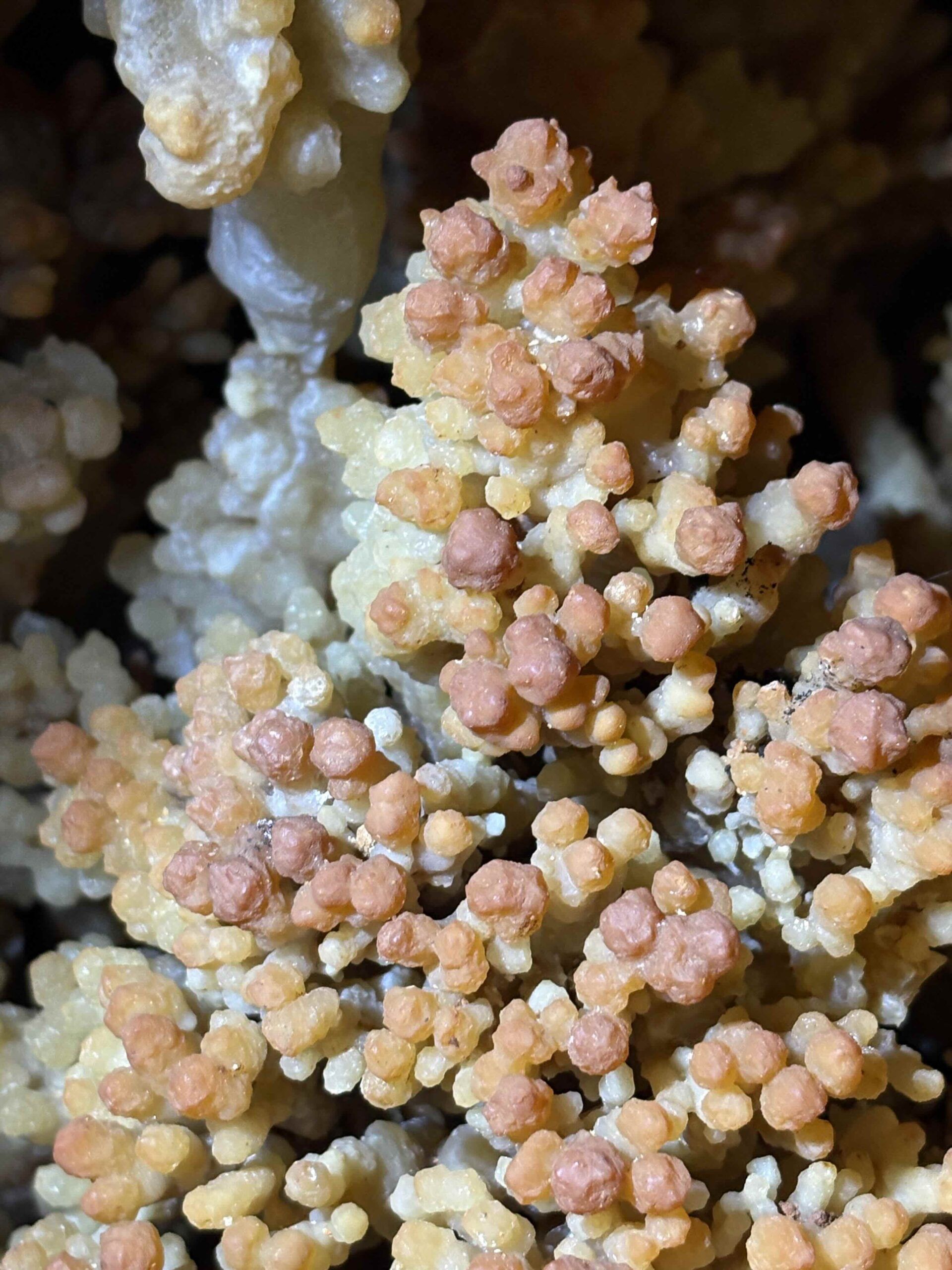 Choux-fleurs colorés