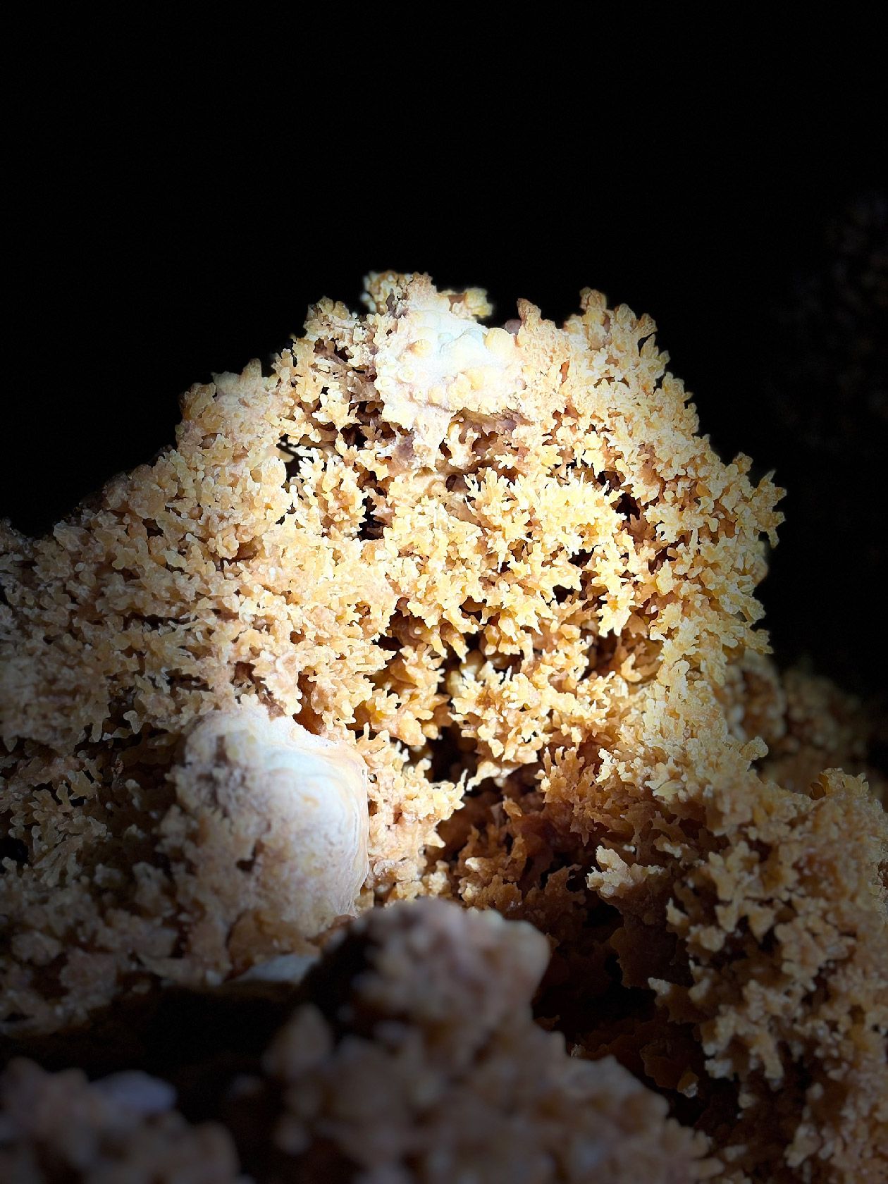 Choux-fleurs-portrait