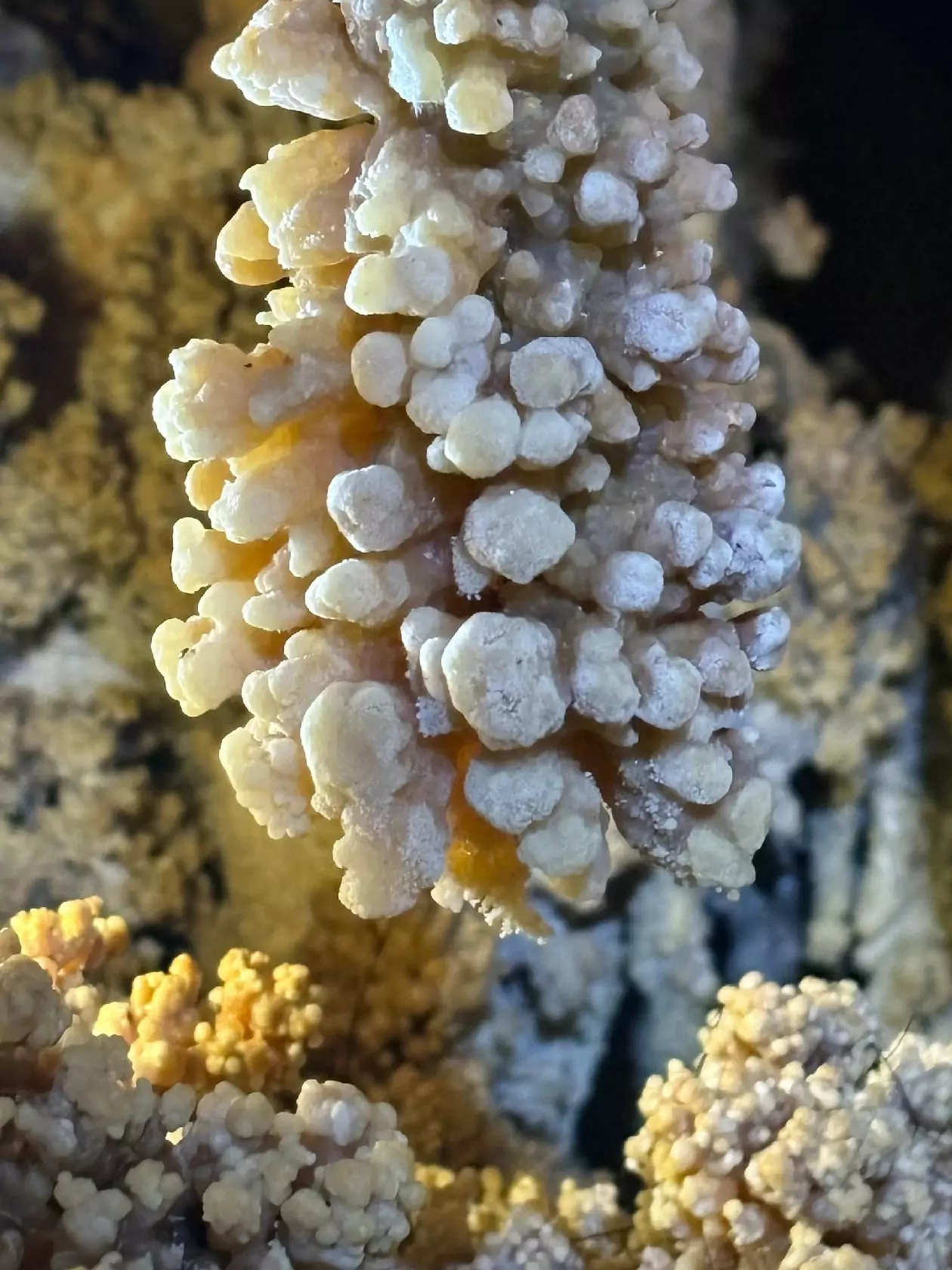 Cauliflower details