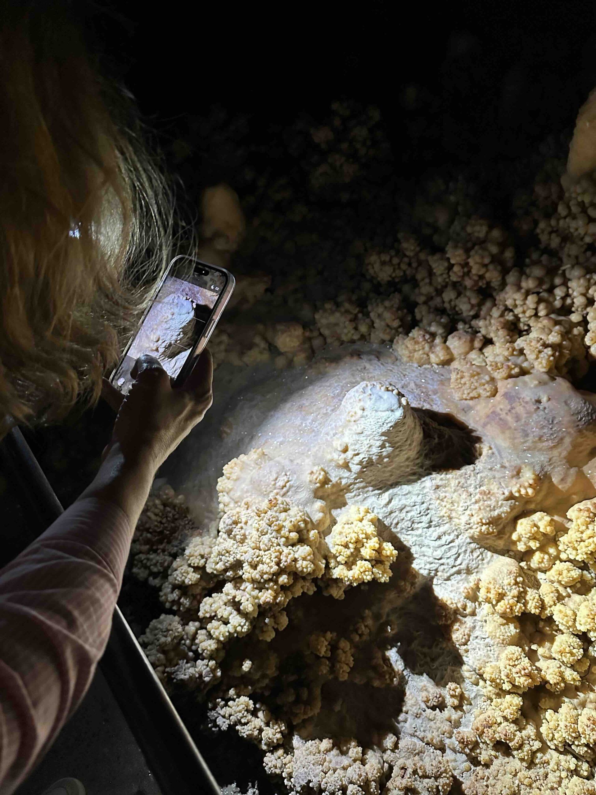 Photos autorisées détails de choux-fleurs