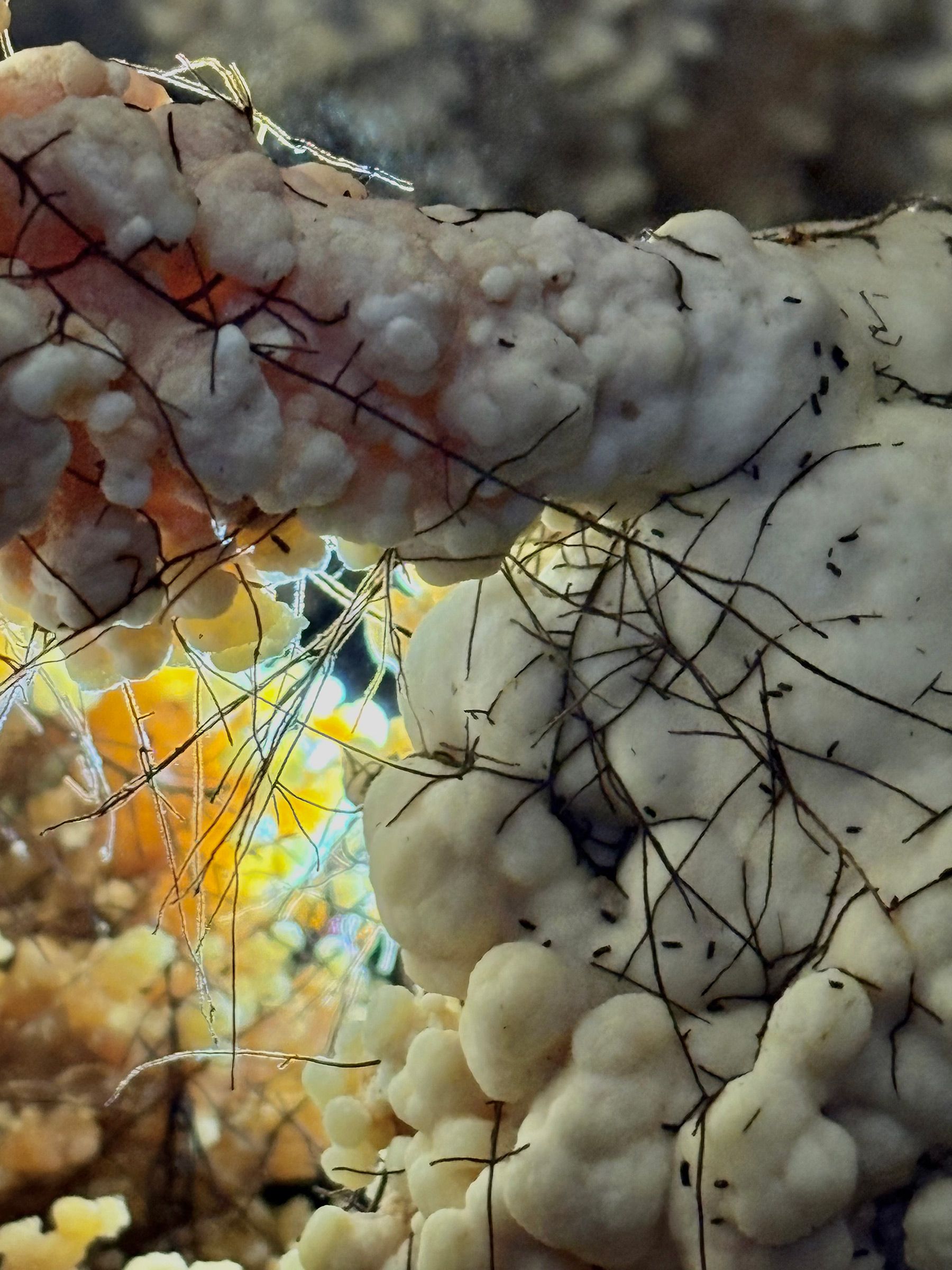 Choux-fleurs-racines