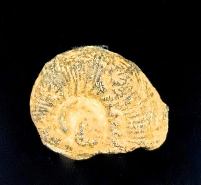 Atelier fossiles / minéreaux / géodes pour toute la famille Atelier fossiles / minéreaux / géodes pour toute la famille