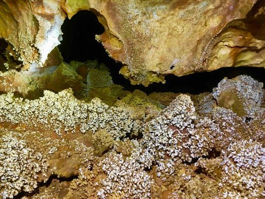 Choux fleurs de la Grotte Aven Forestière en Ardèche