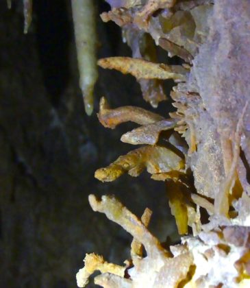 Excentriques visible à la Grotte Aven Forestière en Ardèche