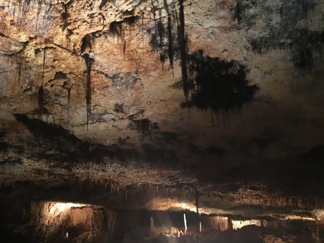 Racines des arbres dans la Grotte Aven Forestière